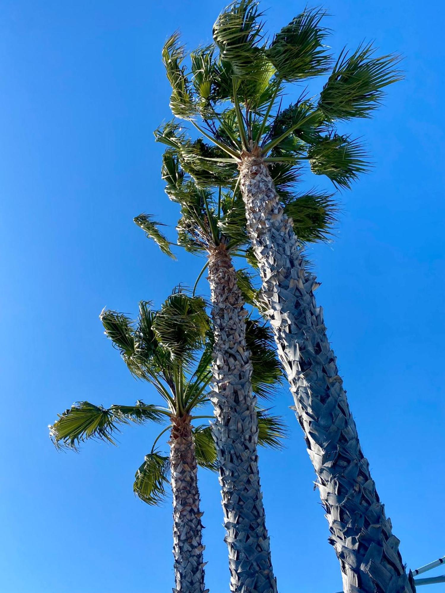 The Grove At Pismo Beach Kültér fotó